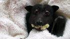 Rescued fruit bat enjoying a 'nana! A little frightened, but cannot stop the munchies.