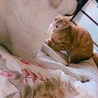I touch dha paw