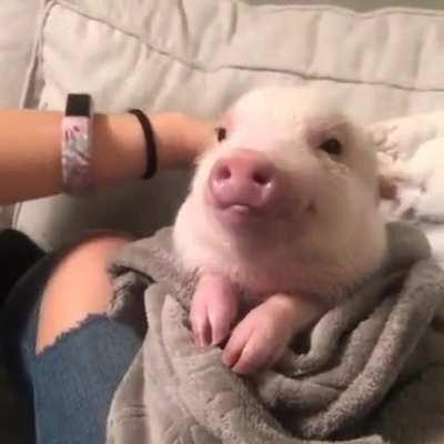 Piggy getting its hair brushed