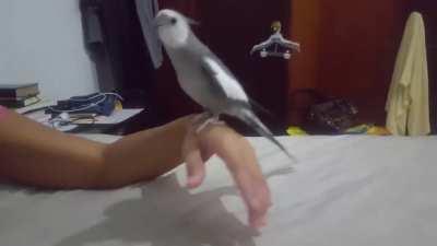 Cockatiel sings pirates of the caribbean and star wars theme song