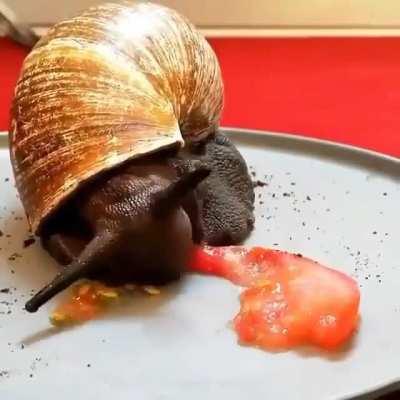 Timelapse of a snail eating a tomato.