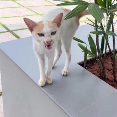 This is my neighbour’s outdoor cat’s kitten. She doesn’t seem to be afraid of me, but doesn’t want to be pet and yells constantly. Why is that?