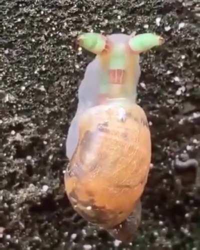 The snail in this video has been invaded by, Leucochloridium, a parasitic worm that invades the eyestalk of a snail.