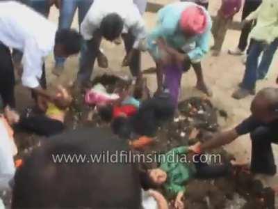 Children put on a pile of cow dung in a ritual for blessings of the cow goddess