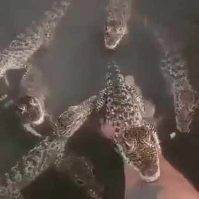 Baby crocodiles