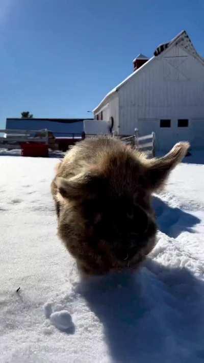 Pack of snow pigs