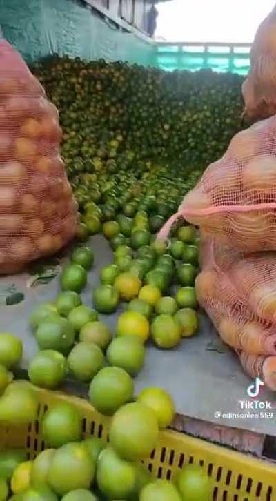 Putting these limes into crates