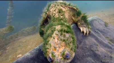 A diver found a turtle that looks like it knows all the secrets of the universe.