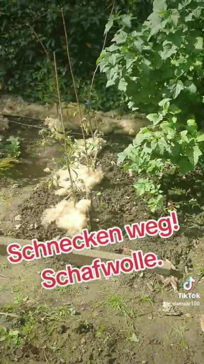 Garten - Schafwolle gegen Schnecken