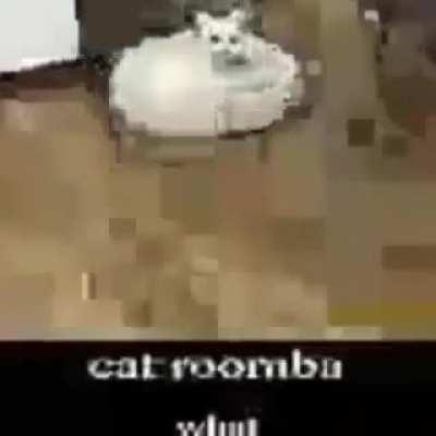 Cat roomba