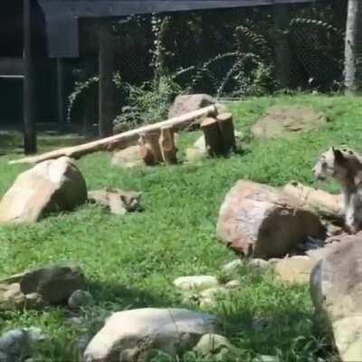 Snow leopard mom pretending to be scared when her cub sneaks up on her to encourage them to keep practicing their stalking skills