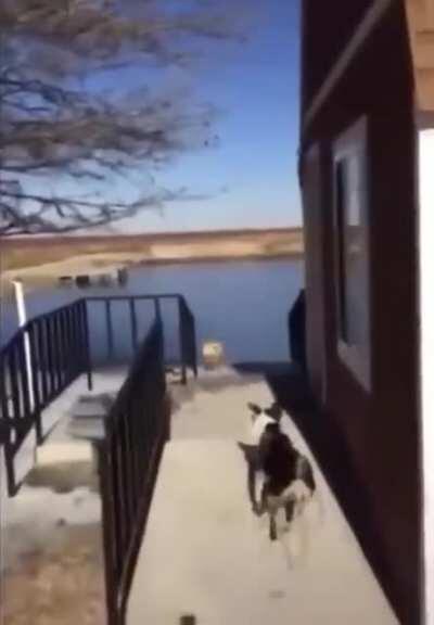 Dog wants to jump into a lake.