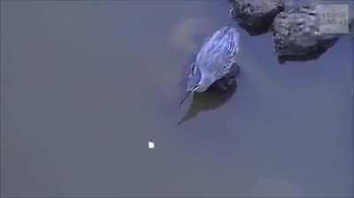 A heron using bread as bait to catch fish