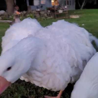 I recently realized not many people are aware of the majestic floofs known as Sebastopol geese. So allow me to introduce my sweethearts, Noodles and Sebastian!