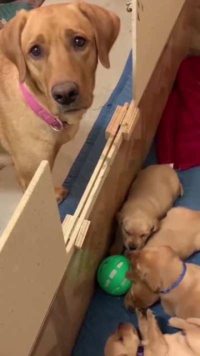 dog mom brought a ball for her kids to play with, but they are so small