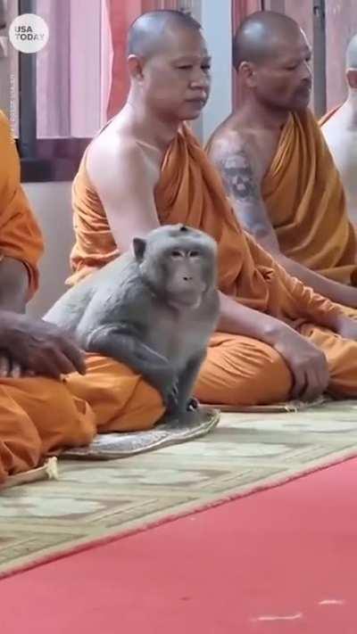 Thailand Monkey meditates with Monks. Cat not allowed to participate