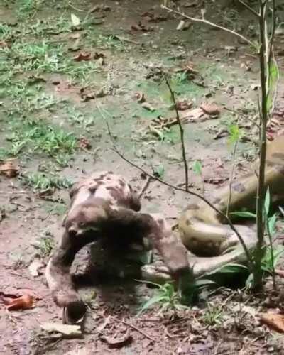 🔥 Sloth fearlessly crawls past an anaconda