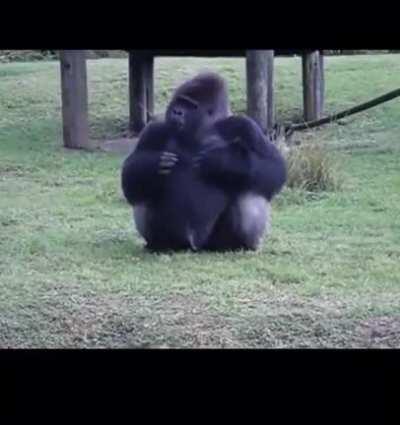 Gorilla using sing language to tell he's not allowed to be fed by visitors