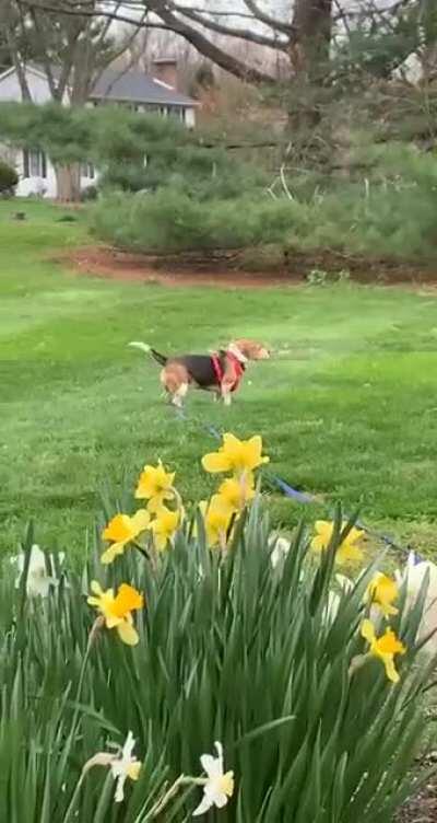 Peaches trying out some advanced zoomie techniques today