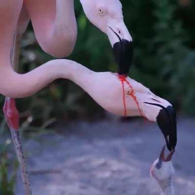 A flamingo couple feeding its young
