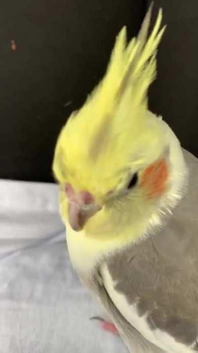 birb attacks camera