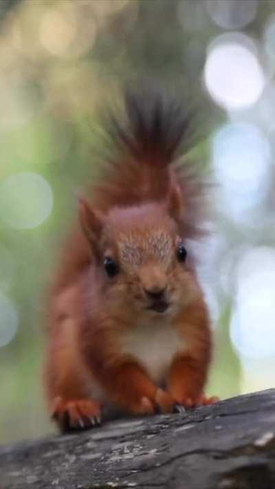 ð¥ Baby Red Squirrels