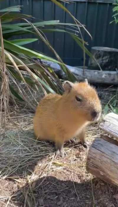 This baby Capybara who has the hiccups from eating too fast 