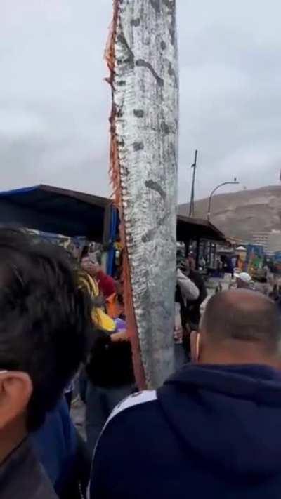 Fishermen Catch Terrifying Giant 16ft-Long Sea Creature Believed To Be Sign Of Pending Disaster. Oarfish live in the depths. It is said that when they start to the surface it is because the tectonic plates are in movement.