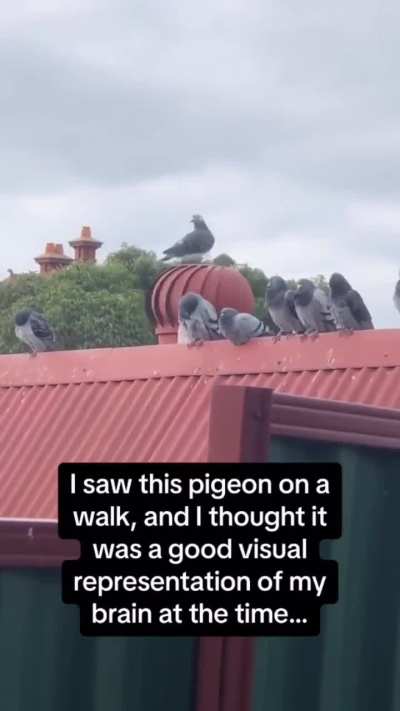 Pigeon Takes A Ride On A Roof Turbine