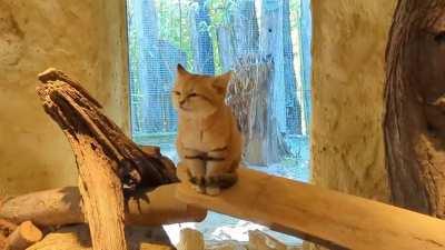 this sand cat yawning