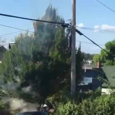 Power lines make a tree explode