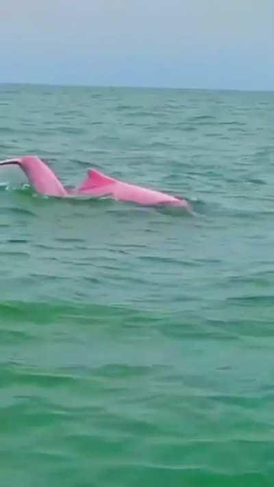 🔥 Rare sight of the Pink dolphin.