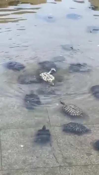 Turtles helping each other in times of need