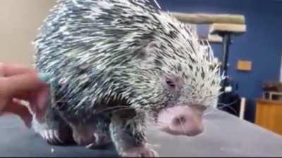 Despite his dangerously sharp quills, Charlie the porcupine loves to be pet