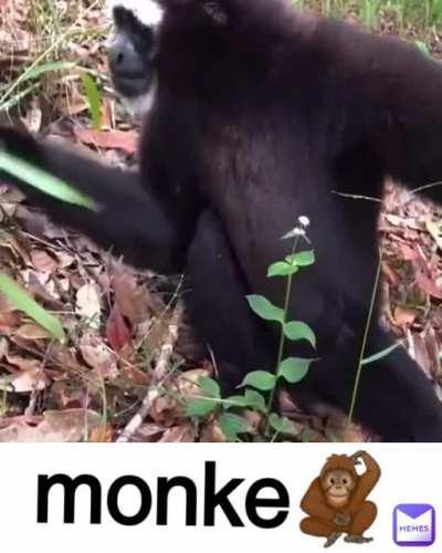 MONKE🐵