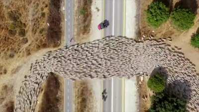 Drone photographer Lior Patel followed a herd of sheep for several months, as the herd was shepherded to its summer pasture.