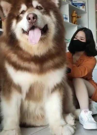 That's one BIG dog!