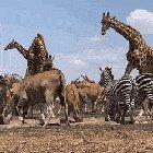 🔥 Herbivores of Africa gathering at the waterhole resembles a scene from Lion King 🔥