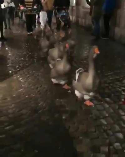 This Is the First Time I've ever Seen a Goose Parade, And it's the Cutest Thing Ever!!