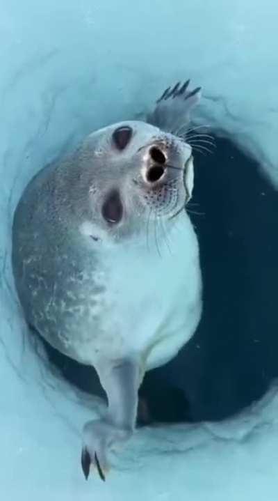 How seals stop water from getting in their noses.