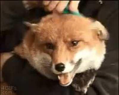 Brushy foxer