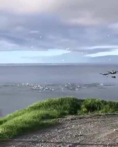 Birds plunging into water to catch fish