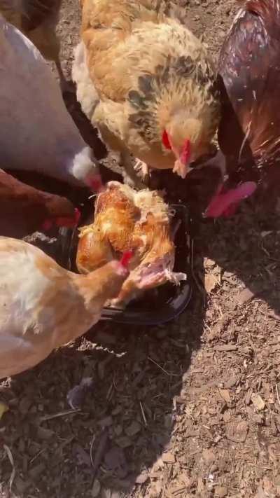 Las gallinas en realidad son feroces dinosaurios carnívoros 🐓🦖