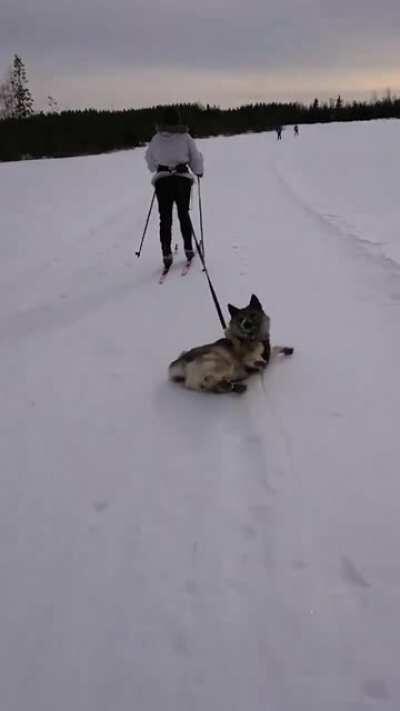 Not sure if sled-dog or dog-sled.