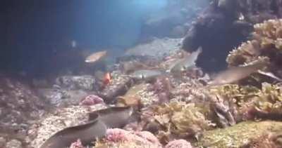 🔥 Octopus rides moray eel to avoid its deadly jaws