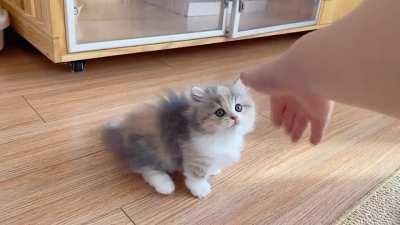 Angry little kitten tryna hit mama's hand