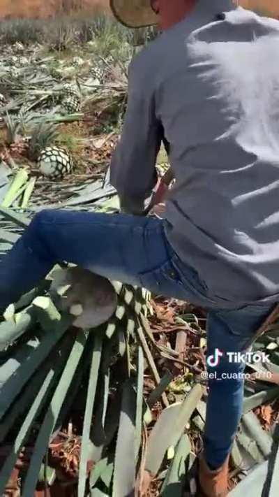 Cutting a weird plant