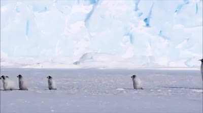 Penguin babysitting