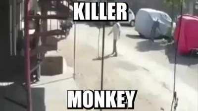 DOOM MONKEY KILL STINKY HUMAN