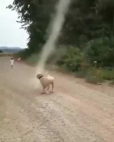 Doggo stops tornado from forming